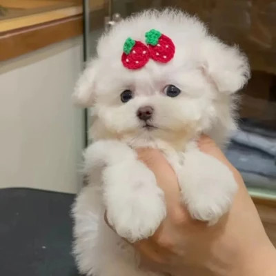 可爱好看又高级的头像萌宠图片