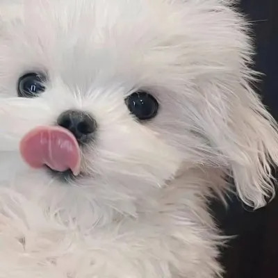 可爱好看又高级的头像萌宠图片