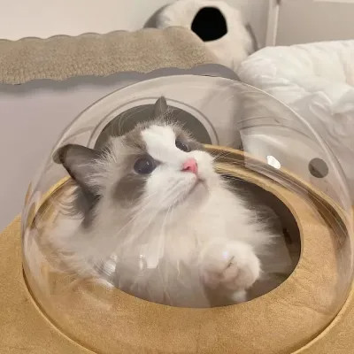 可爱好看又高级的头像萌宠图片