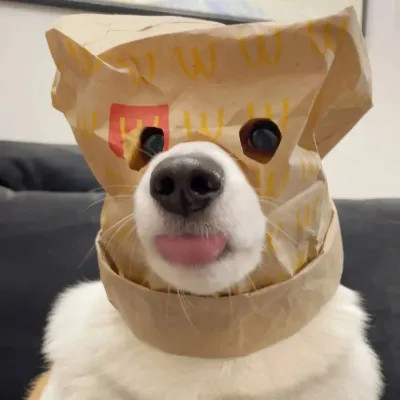 可爱好看又高级的头像萌宠图片