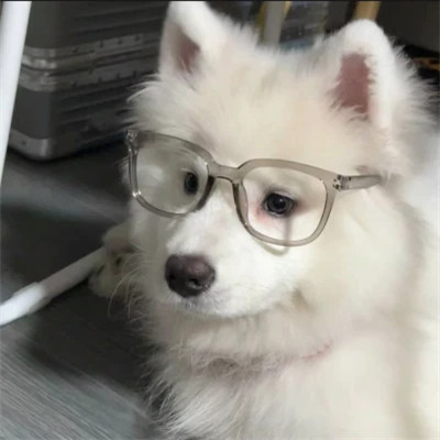可爱头像呆萌动物