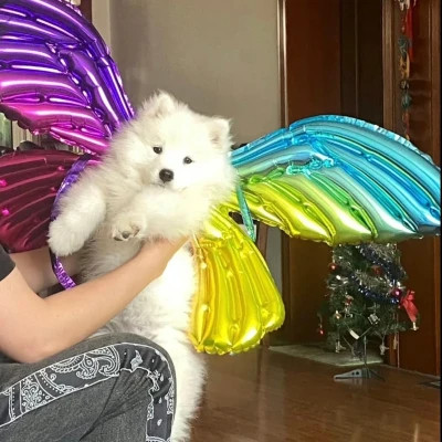 可爱头像呆萌动物