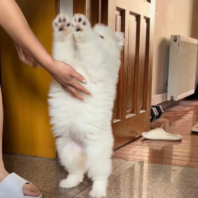 又萌又可爱的动物头像