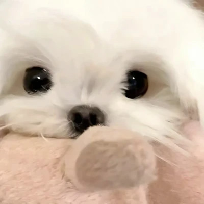 又萌又可爱的动物头像