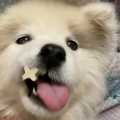 100个可爱小动物头像