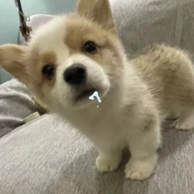 100个可爱小动物头像