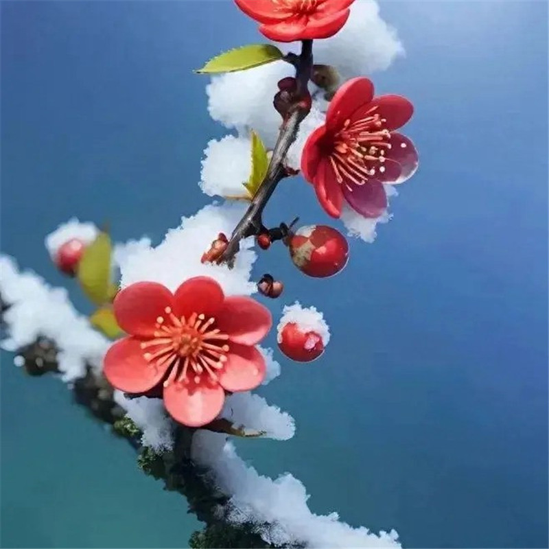 清新鲜艳鲜花头像图片