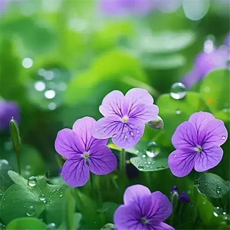 清新鲜艳鲜花头像图片