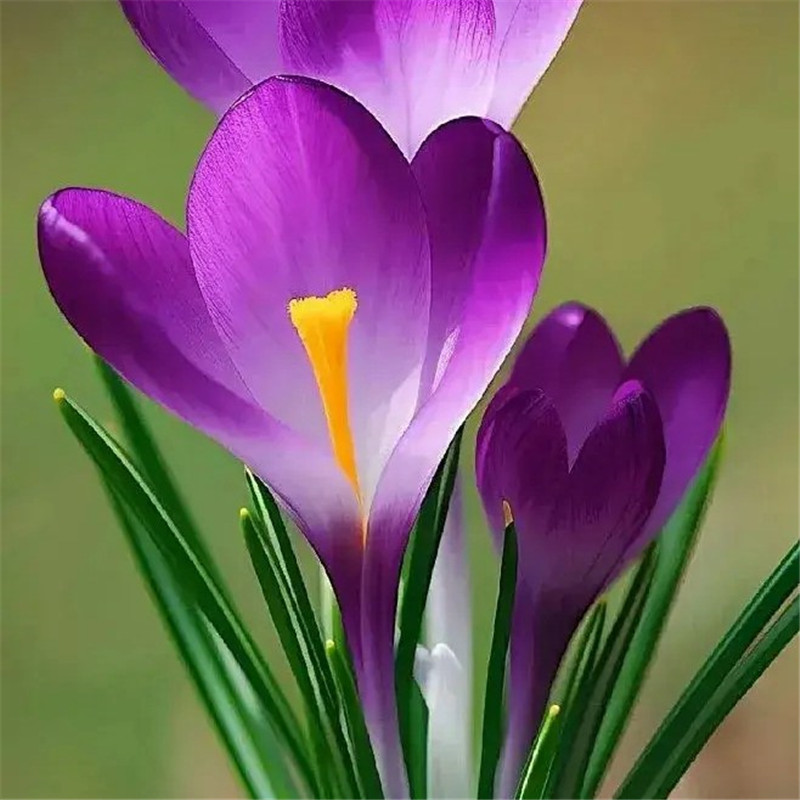 清新鲜艳鲜花头像图片