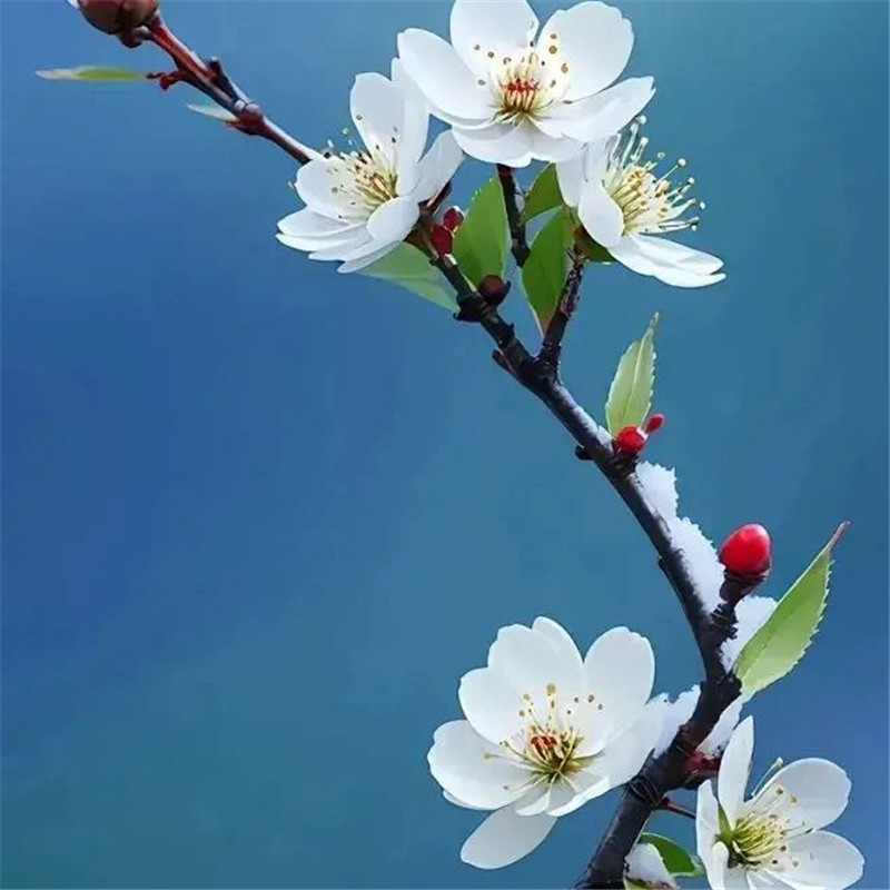 清新鲜艳鲜花头像图片