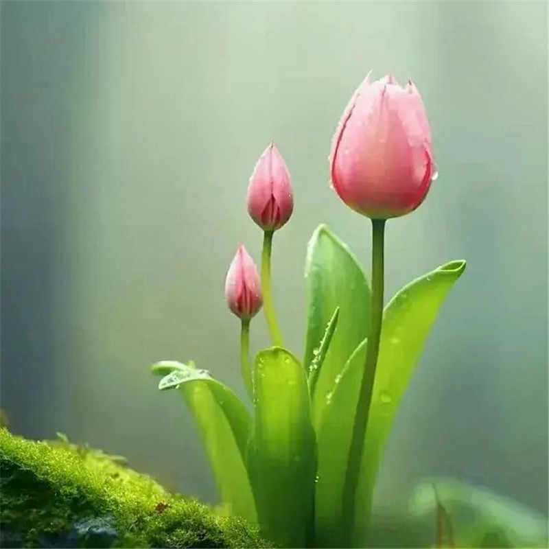 清新鲜艳鲜花头像图片