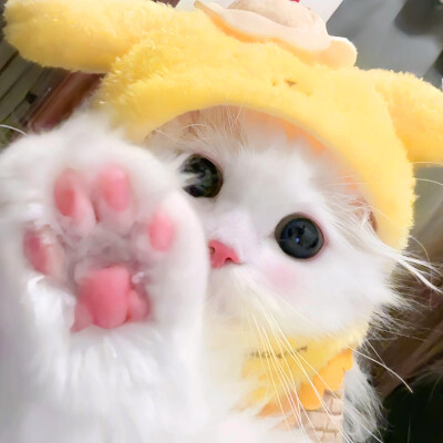 超萌小猫萌死人图片头像