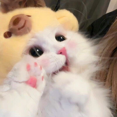 超萌小猫萌死人图片头像