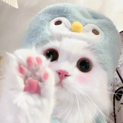 超萌小猫萌死人图片头像