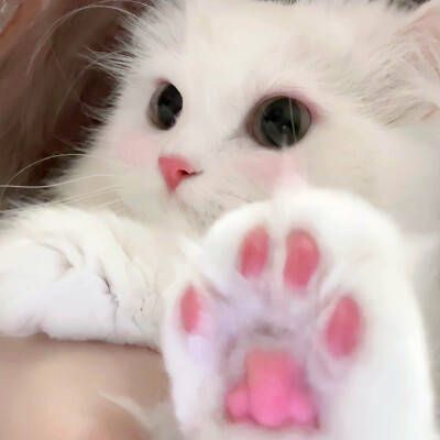 超萌小猫萌死人图片头像