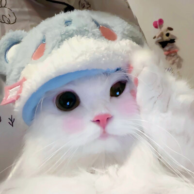 超萌小猫萌死人图片头像