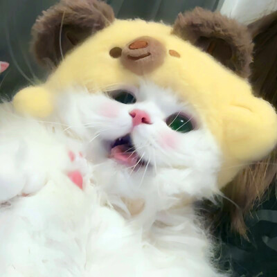 超萌小猫萌死人图片头像