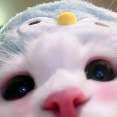 超萌小猫萌死人图片头像