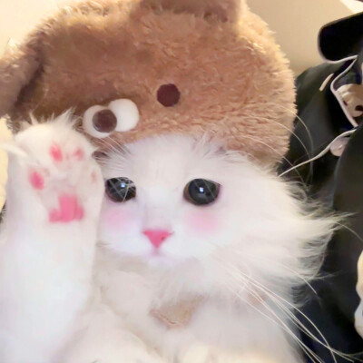 超萌小猫萌死人图片头像