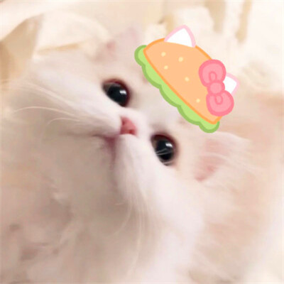 超萌小猫萌死人图片头像
