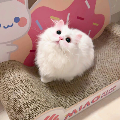 超萌小猫萌死人图片头像