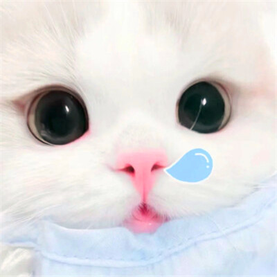 超萌小猫萌死人图片头像