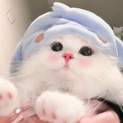 超萌小猫萌死人图片头像