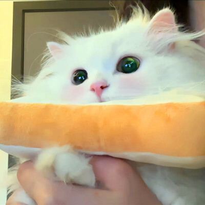超萌小猫萌死人图片头像
