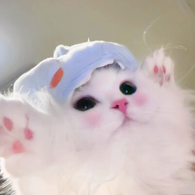 超萌小猫萌死人图片头像
