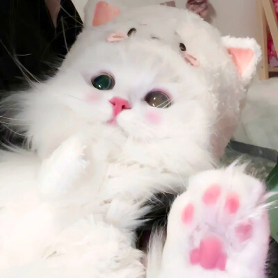 超萌小猫萌死人图片头像