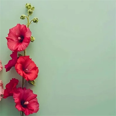 高清风景头像