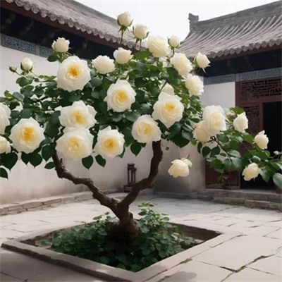 绝美风景头像