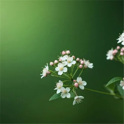 高清自然风景头像