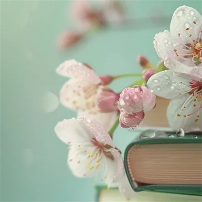 适合做微信头像的花朵图片