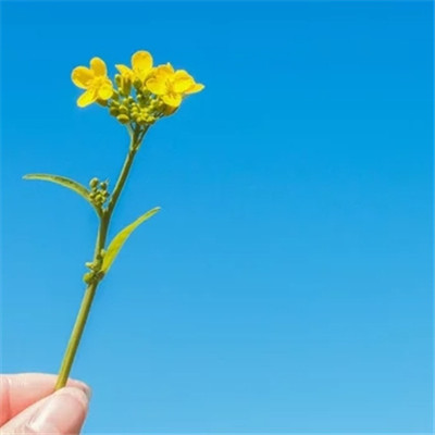 适合做微信头像的花朵图片