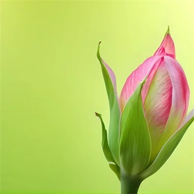 女人用的幸运花头像