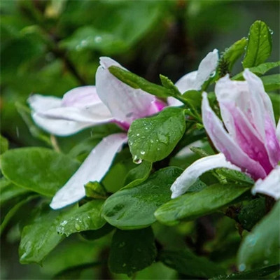 微信头像自然风景花草