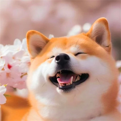 可爱小狗头像图片