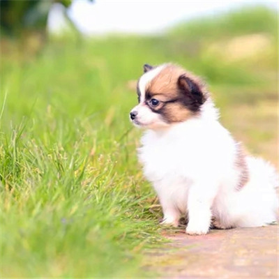 可爱小狗头像图片