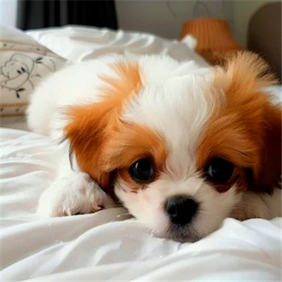 可爱小狗头像图片