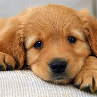 可爱小狗头像图片