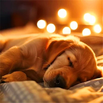 可爱小狗头像图片