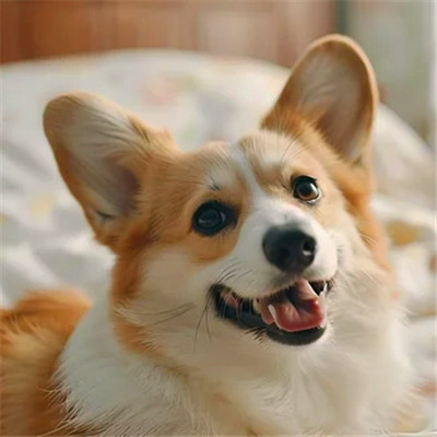 可爱小狗头像图片