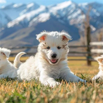 可爱小狗头像图片