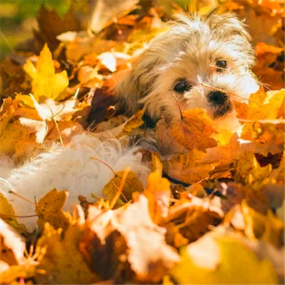 可爱小狗头像图片