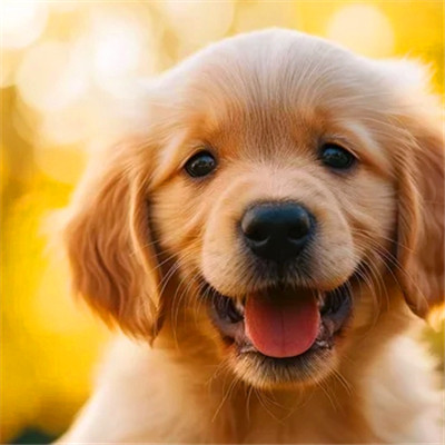 可爱小狗头像图片