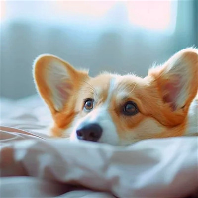 可爱小狗头像图片