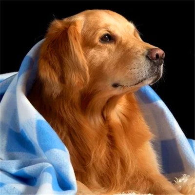 可爱小狗头像图片