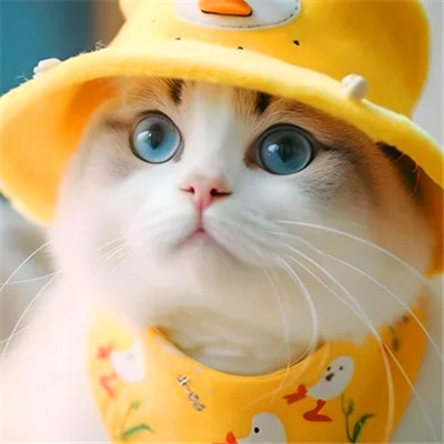 小猫咪呆萌图片头像