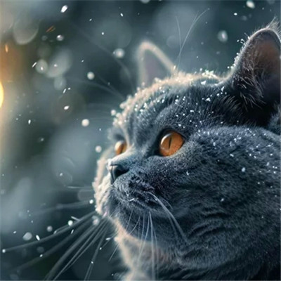 小猫咪呆萌图片头像